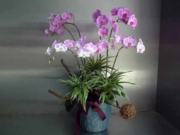 蘭花 01