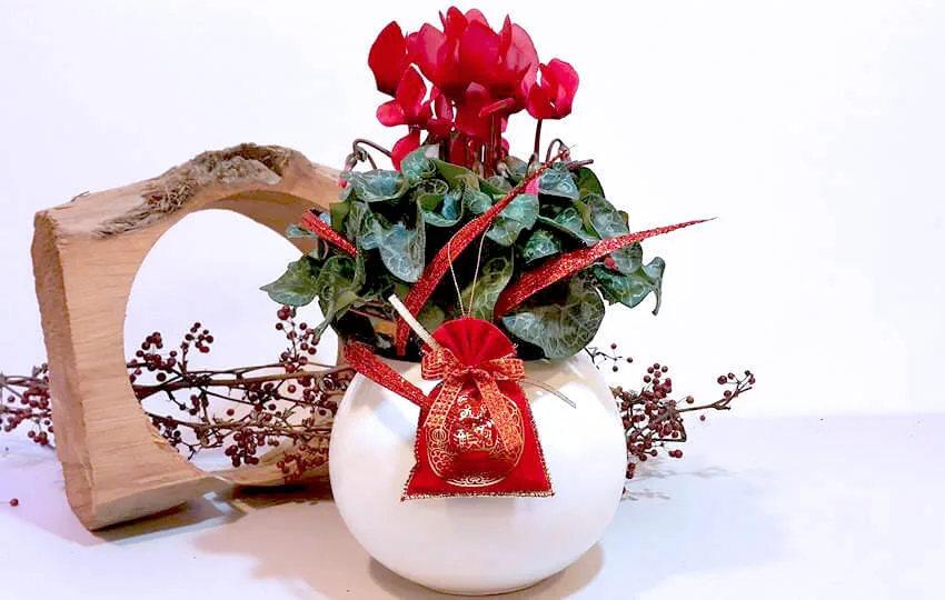 新年花禮20-仙客來