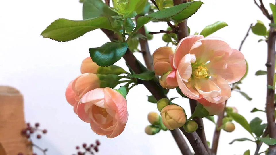 新年花禮05-長壽梅：圖片 6