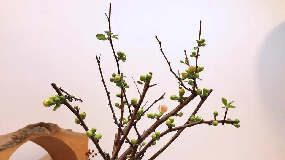 新年花禮04-長壽梅：圖片 3