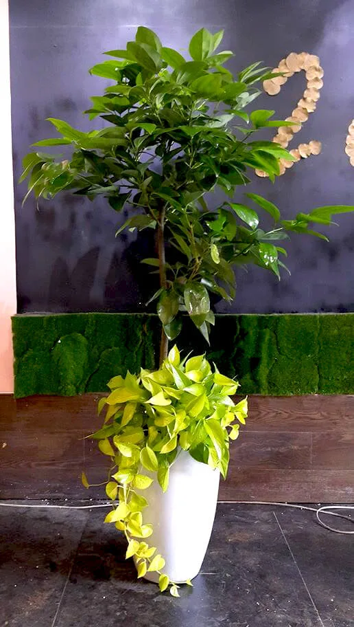 盆栽組合11-肉桂樹