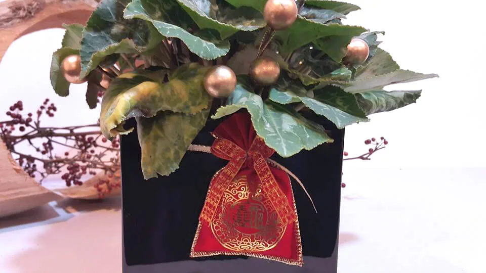 新年花禮19-仙客來：圖片 6