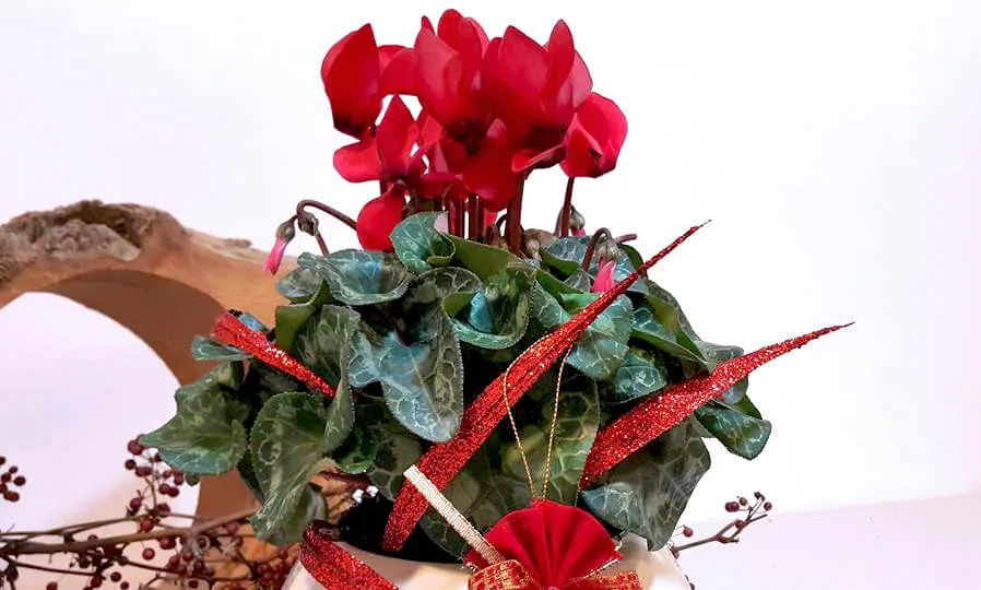 新年花禮20-仙客來：圖片 3