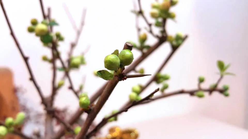 新年花禮04-長壽梅：圖片 7