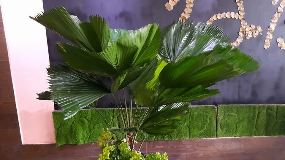 盆栽組合12-蒲葵：圖片 3