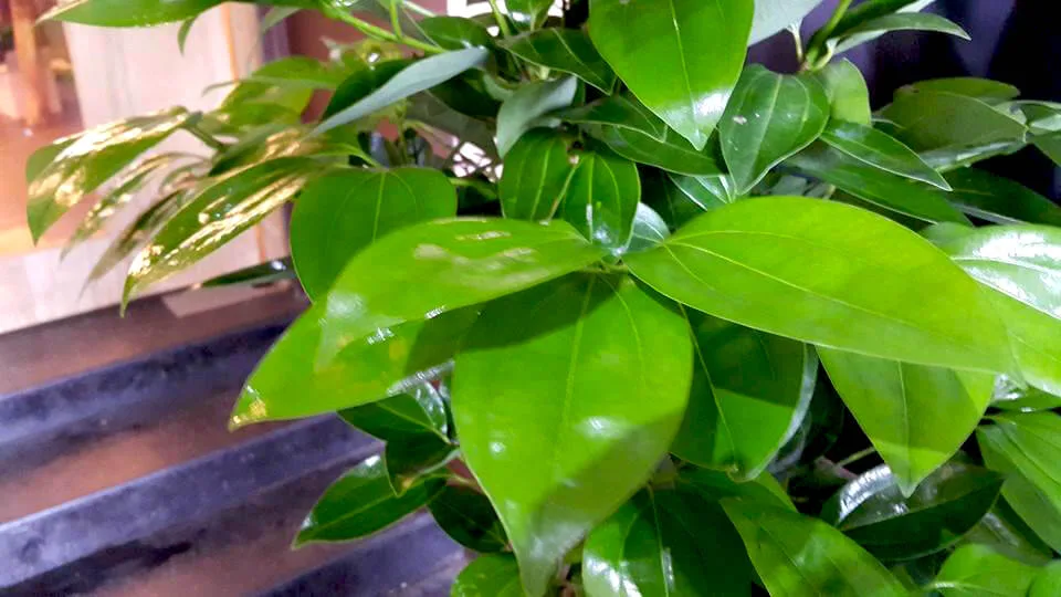 盆栽組合11-肉桂樹：圖片 2