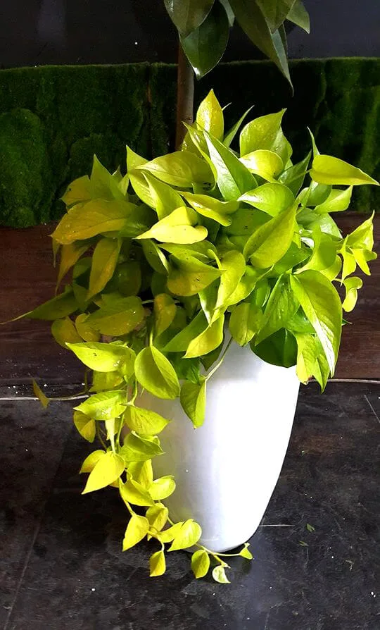 盆栽組合11-肉桂樹：圖片 3