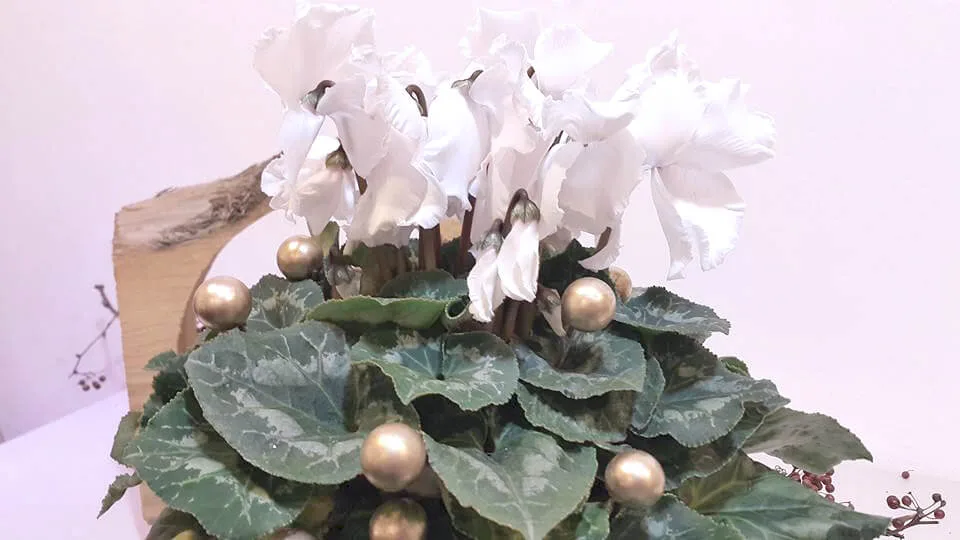 新年花禮19-仙客來：圖片 4