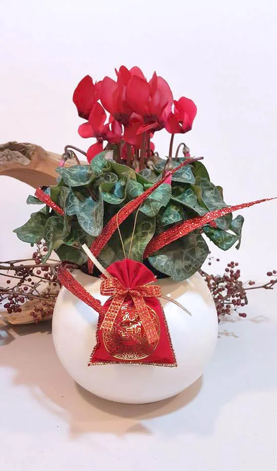 新年花禮20-仙客來：圖片 2