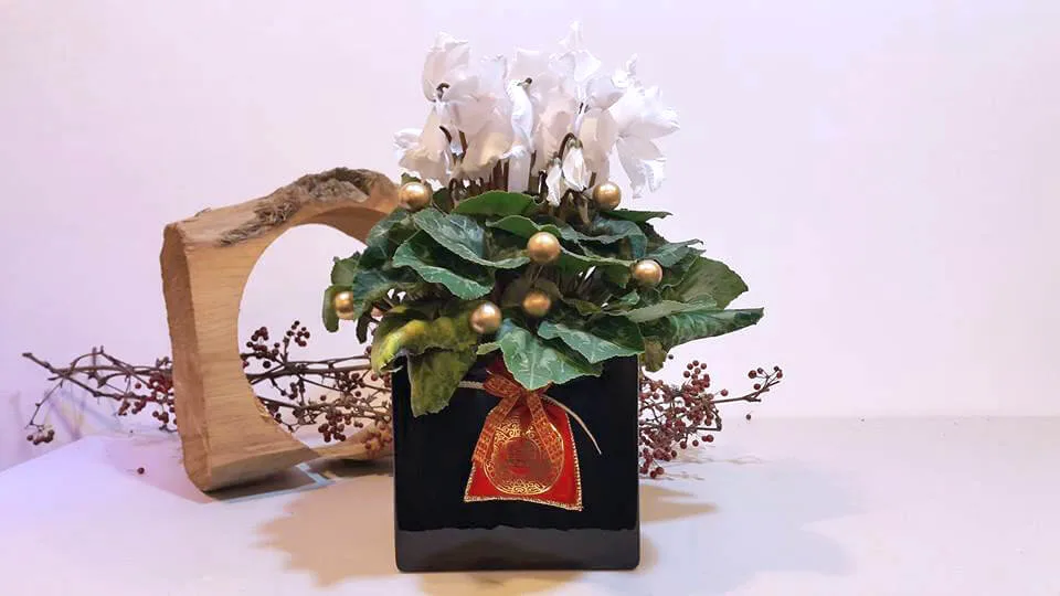 新年花禮19-仙客來