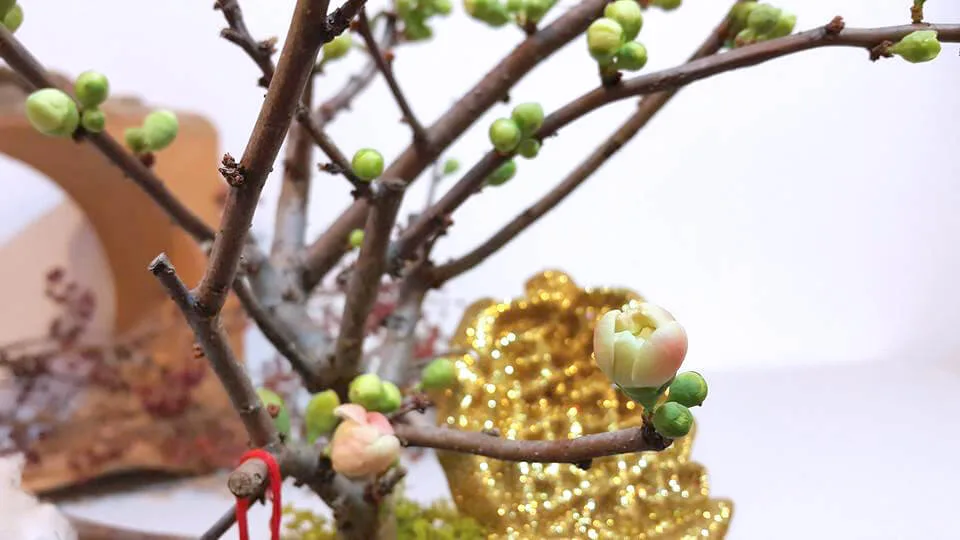 新年花禮04-長壽梅：圖片 6