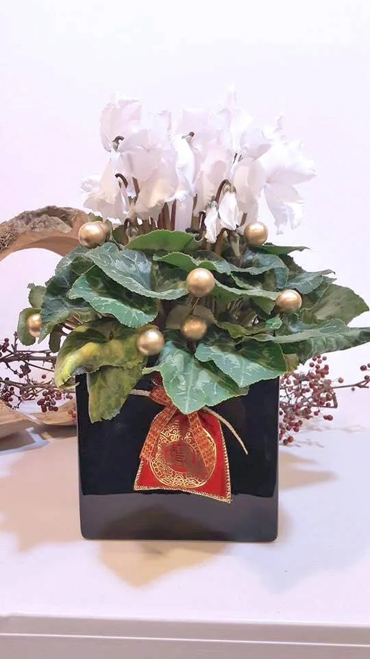 新年花禮19-仙客來：圖片 5