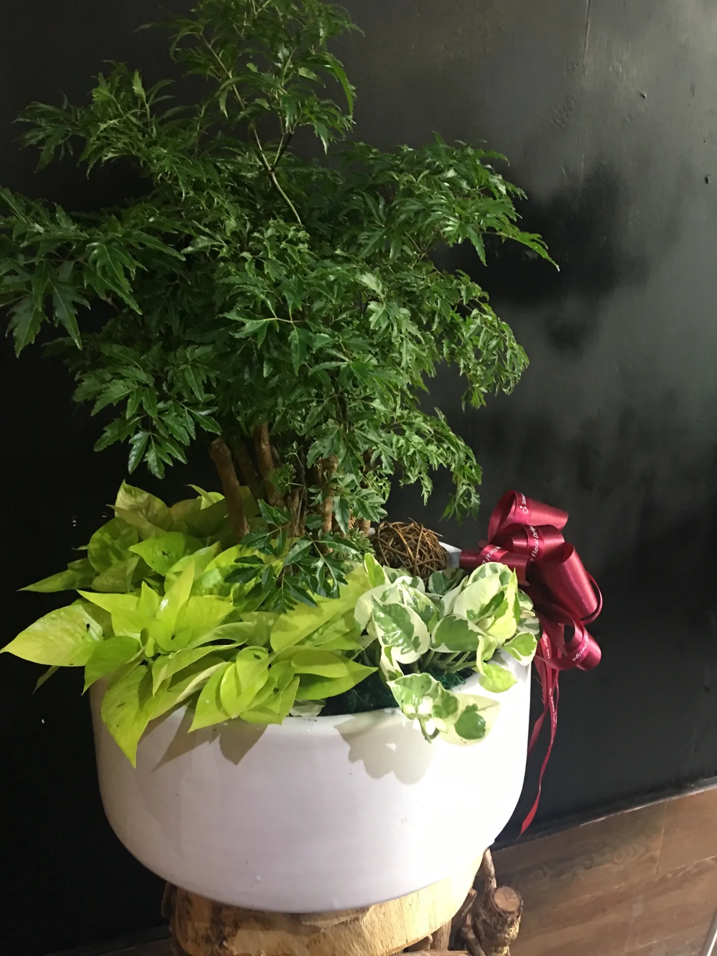 盆栽組合17-富貴樹：圖片 2