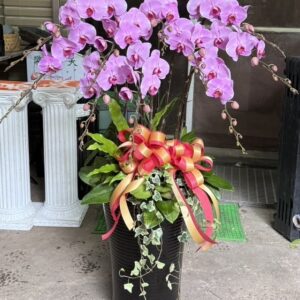 蘭花 26