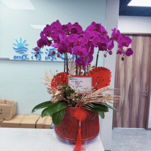 蘭花 25