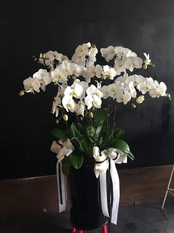 蘭花20