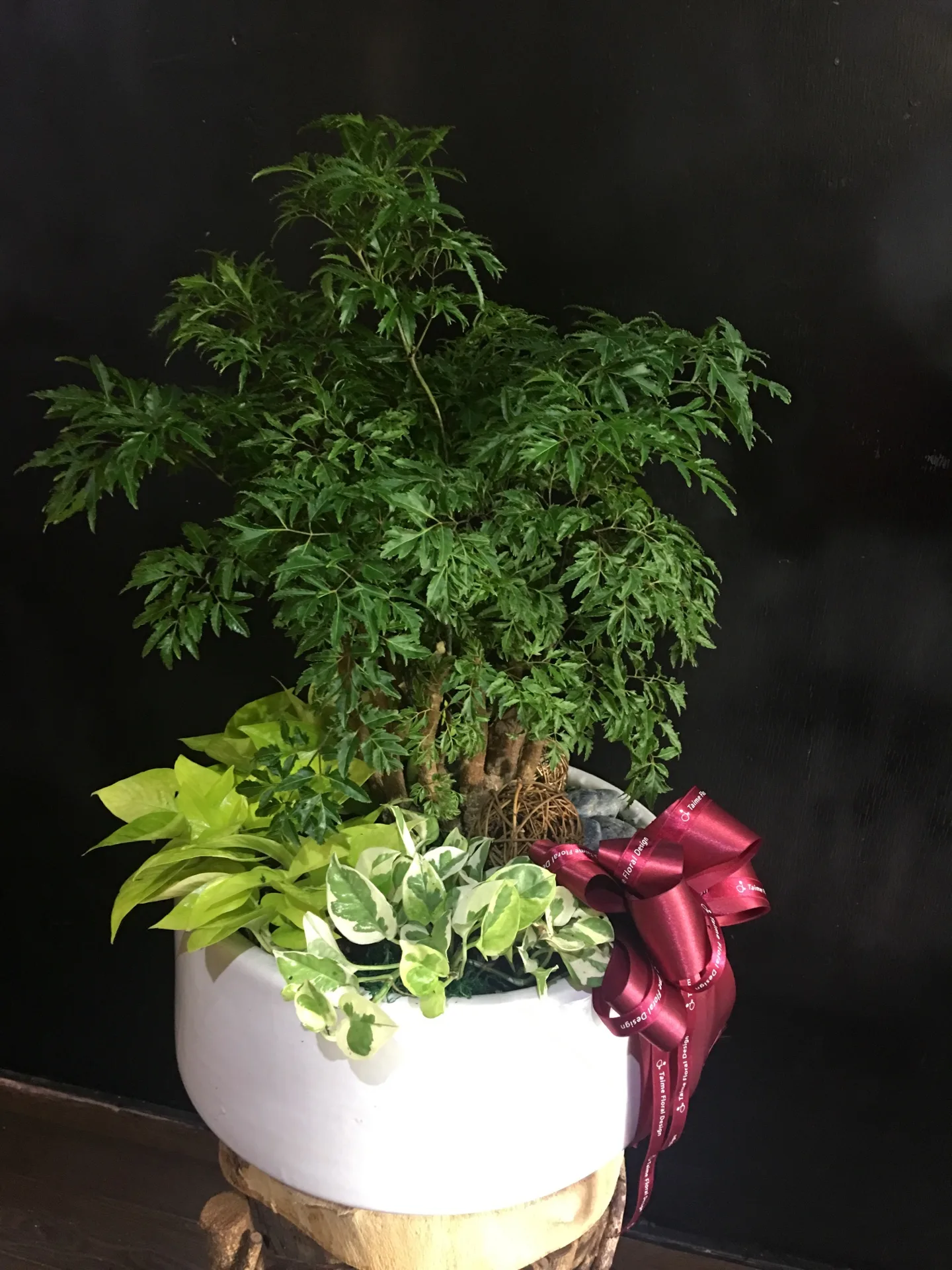 盆栽組合17-富貴樹