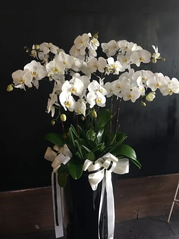 蘭花20：圖片 2