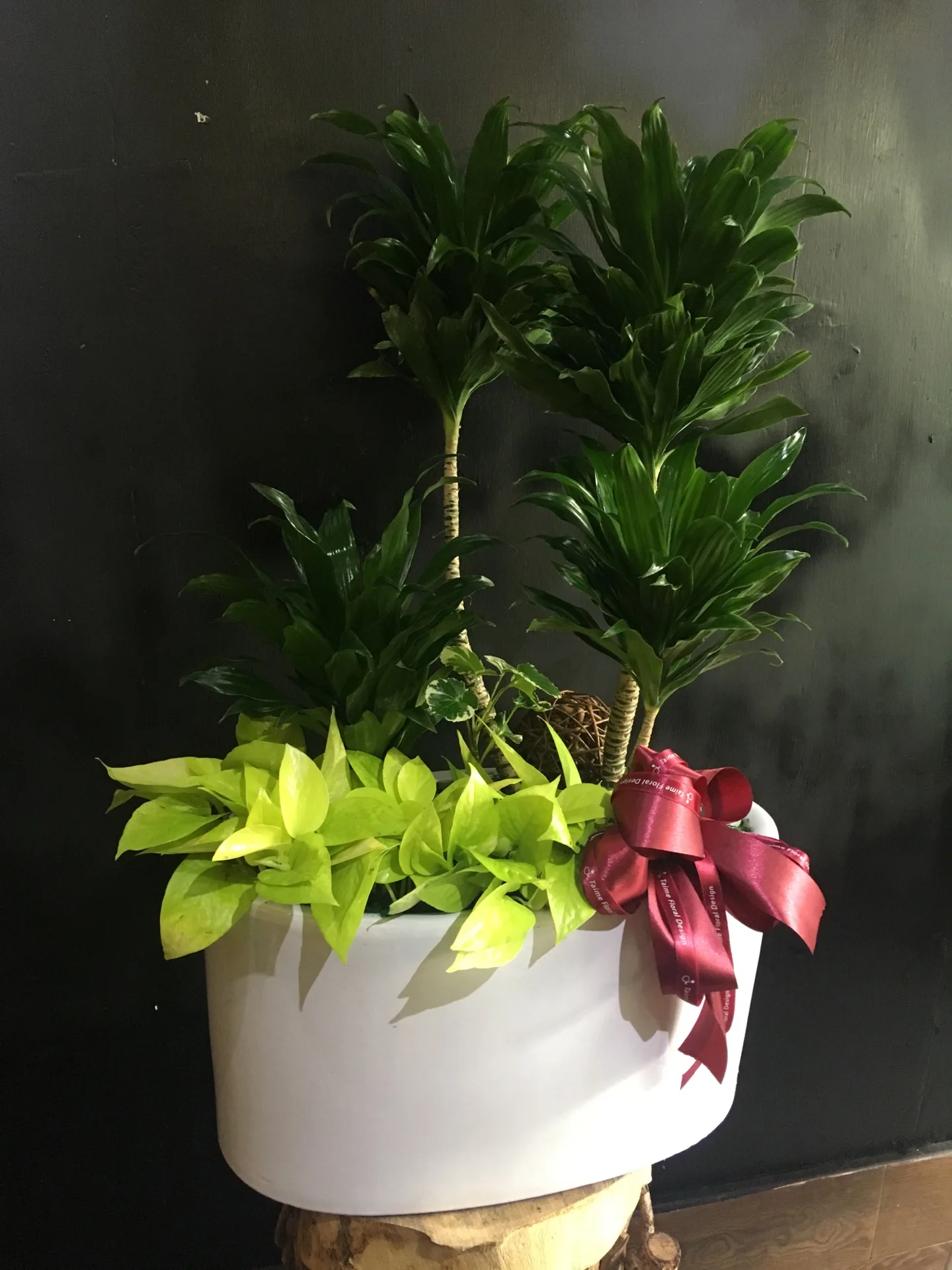 盆栽組合18-阿波羅