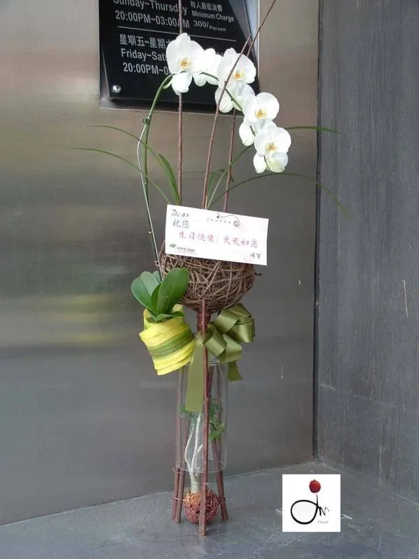 蘭花 12