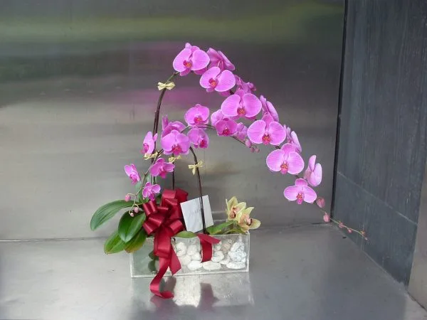 蘭花 05