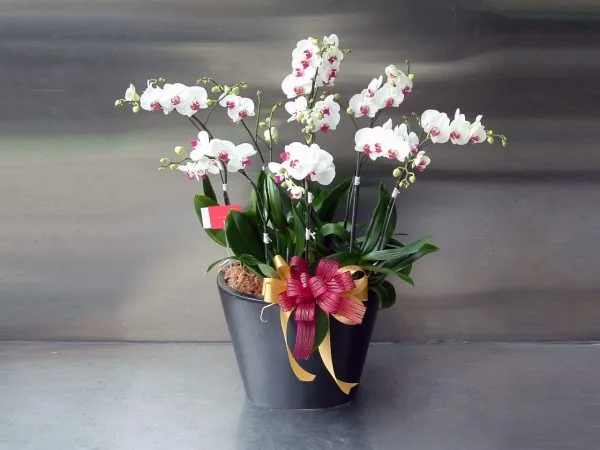 蘭花 10