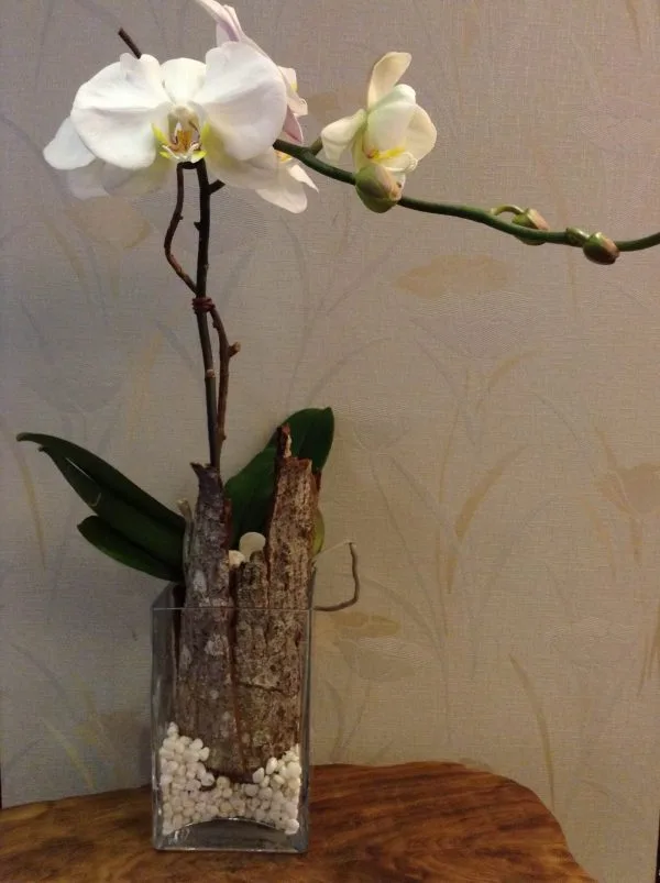 蘭花 08
