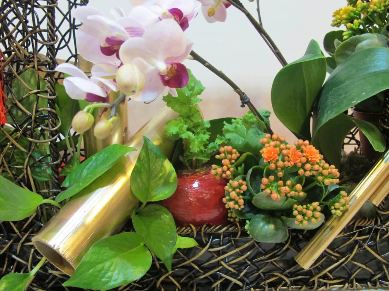 新年花禮16-蘭花盆栽：圖片 4