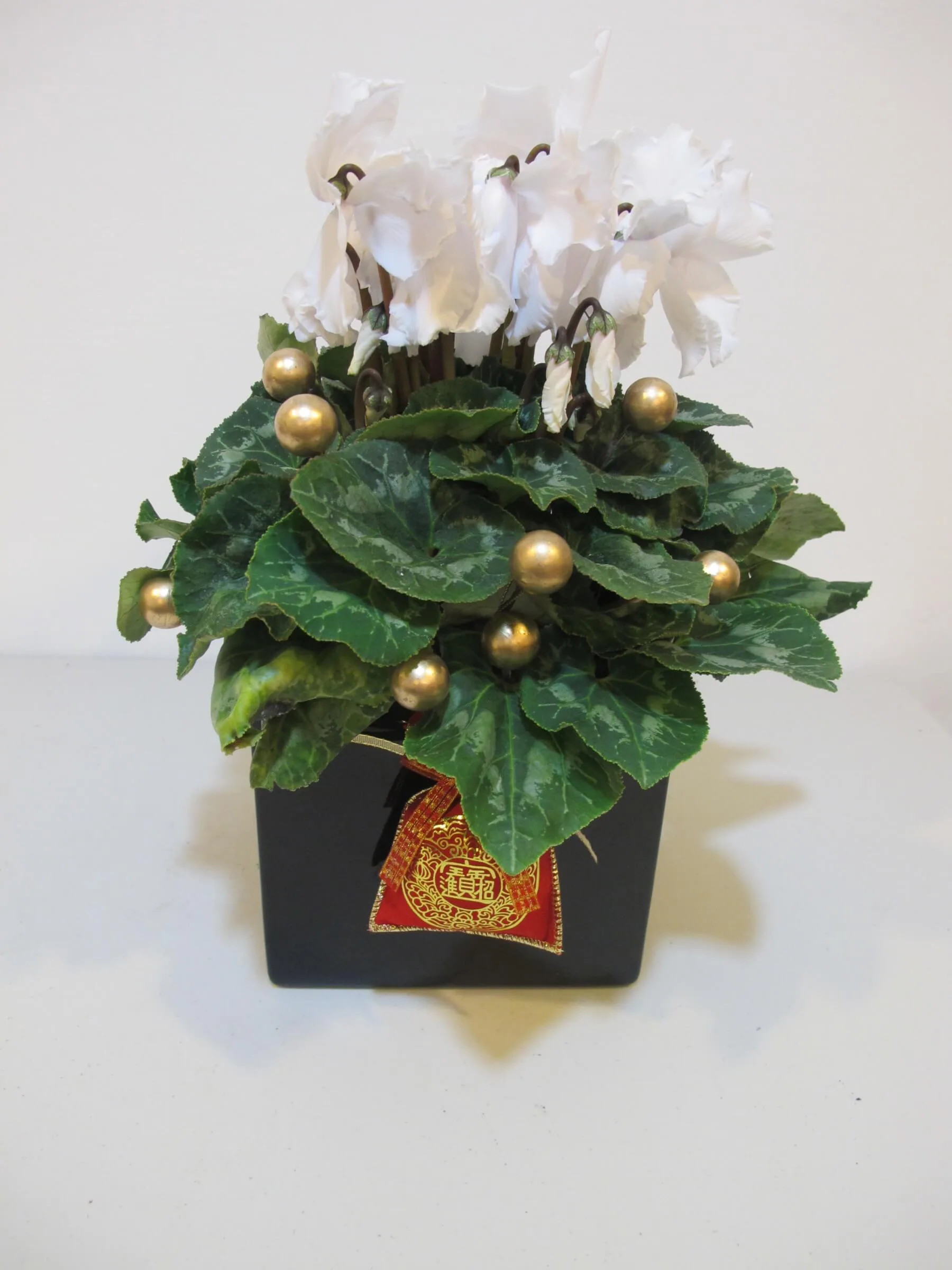 新年花禮19-仙客來：圖片 3