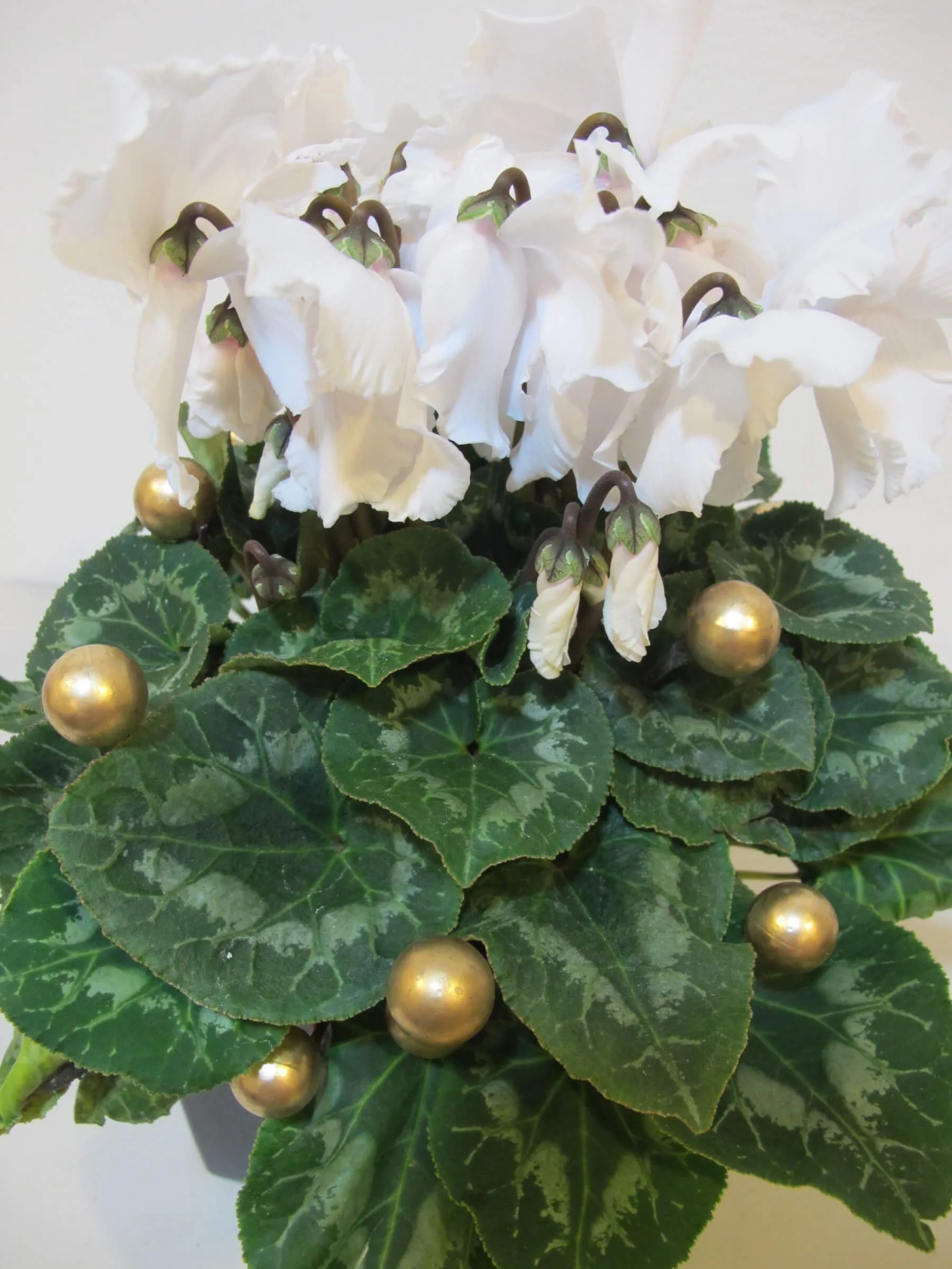 新年花禮19-仙客來：圖片 2