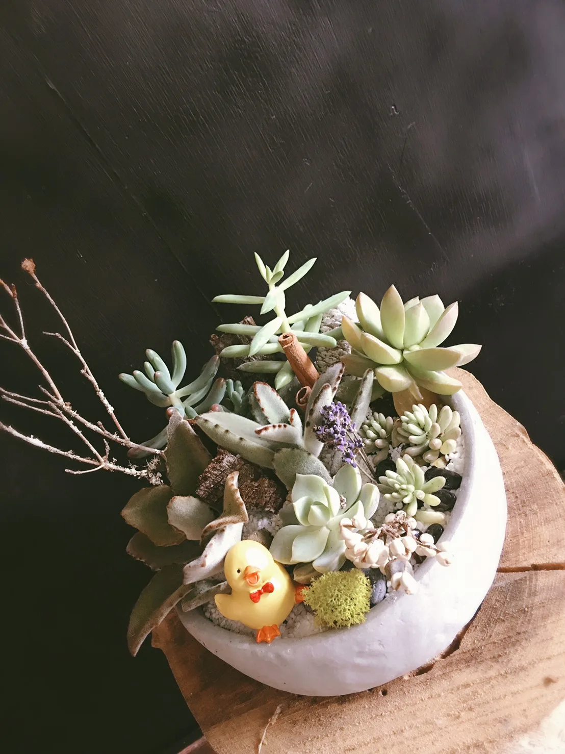 盆栽組合15：圖片 2