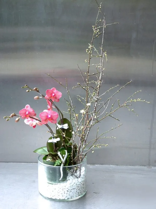 蘭花16