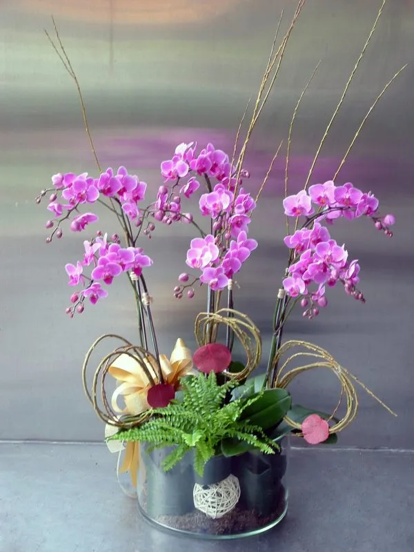 蘭花 09